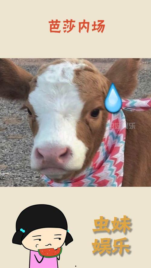 理性吃瓜抖音,揭秘抖音热门事件背后的真相