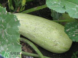 吃的角瓜,探寻传统与创新的完美融合