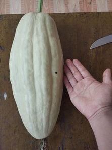 买瓜叶可以吃吗,买瓜叶的食用价值与注意事项