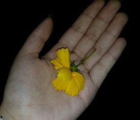 母亲吃瓜视频大全