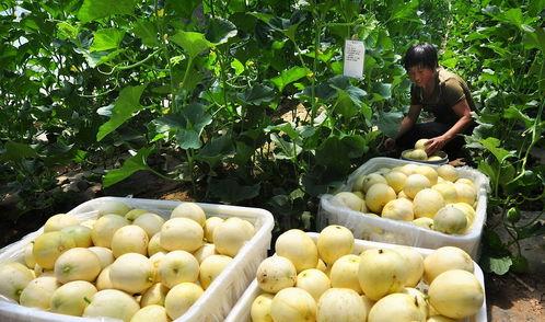 老人吃的瓜面瓜,老人的健康美食秘籍