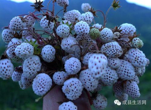 吃瓜成县,揭秘网络热点的背后故事