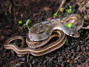 吃瓜吃出危险猫蛇,揭秘猫蛇共生下的潜在危险