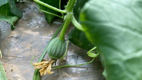 瓜怎么吃没味道,揭秘如何让瓜果焕发原汁原味