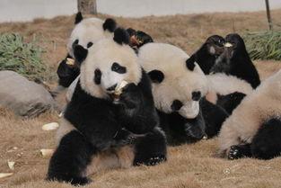 吃瓜熊猫人动漫,吃瓜熊猫人的奇幻冒险之旅