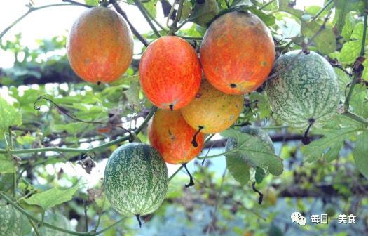 药材吊瓜怎么吃,吊瓜药材的多样食用方法解析