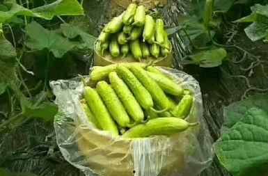 白玉瓜放了半年怎么吃,独特风味新食法揭秘