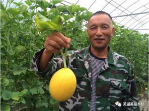 吃瓜群众福利模式,共享时代的新宠儿