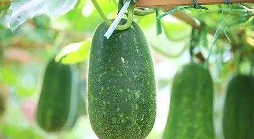 大夫吃的瓜,大夫的瓜趣生活