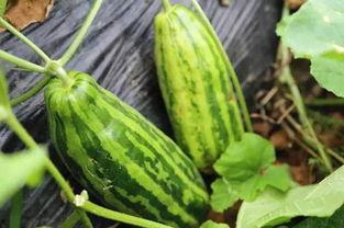 吃芦瓜乜好,吃芦瓜的五大益处与美味食谱