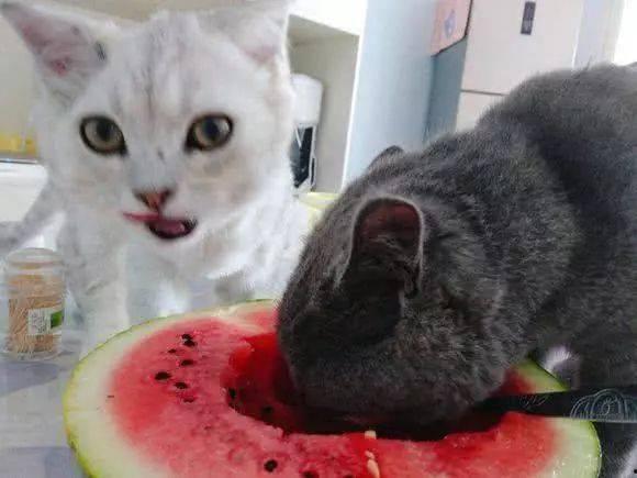 给猫吃白瓜,白瓜新宠，营养美味两不误