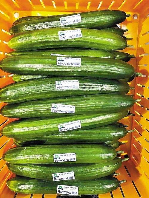 小瓜整个怎么吃,解锁美味新境界