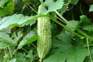 吃瓜六队,一场娱乐界的风云际会