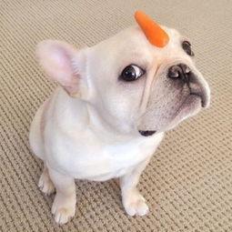 法斗吃王瓜,奇遇王瓜之谜